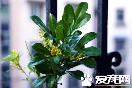 米兰花的栽培方法和注意事项,米兰花的养殖方法和注意事项北方