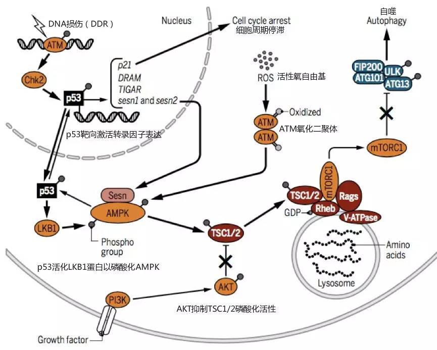 自噬中常涉及的信号通路,自噬的信号通路