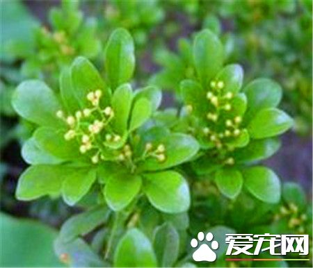 米兰花的栽培方法和注意事项,米兰花的养殖方法和注意事项北方