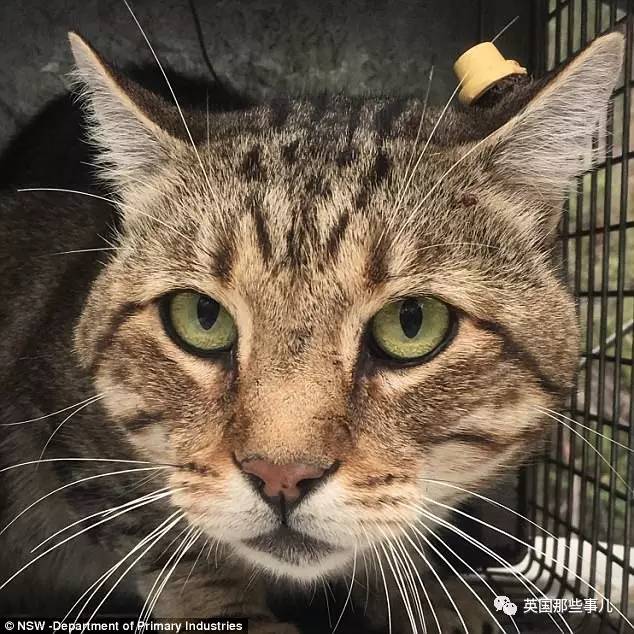 “呆萌猫”连袋鼠都吃，统治300公里｜喵族的真相