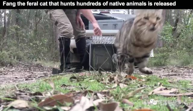 “呆萌猫”连袋鼠都吃，统治300公里｜喵族的真相