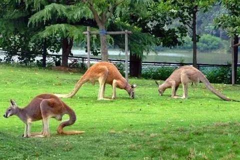 上海奉贤一日游最佳景点一览表,上海宝山区最值得去的五个景点