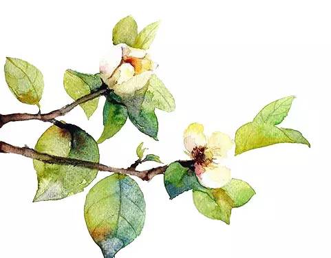 清明花粉过敏哪种天气适合出游,清明长假踏青什么情况下花粉过敏