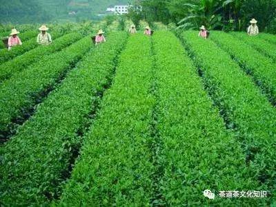 茶友文化,茶友茶文化