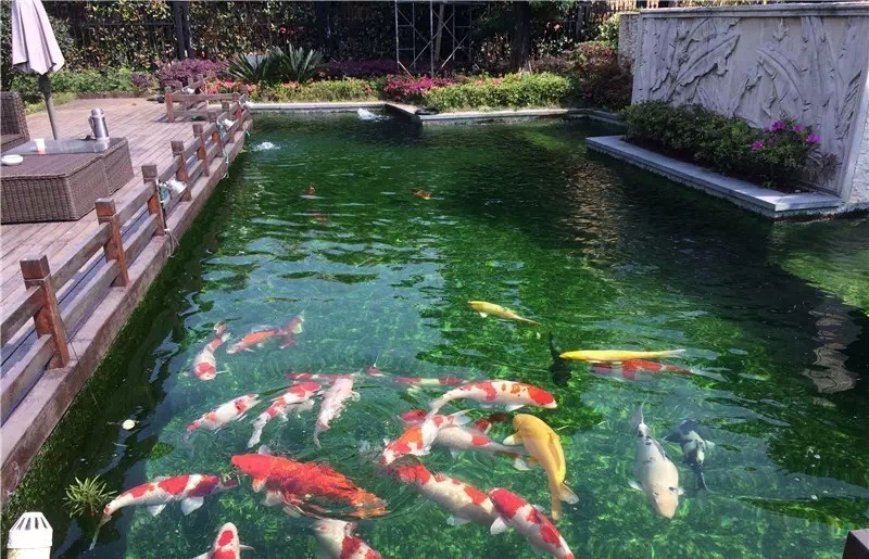 水中游动的活宝石,水中活宝石锦鲤视频