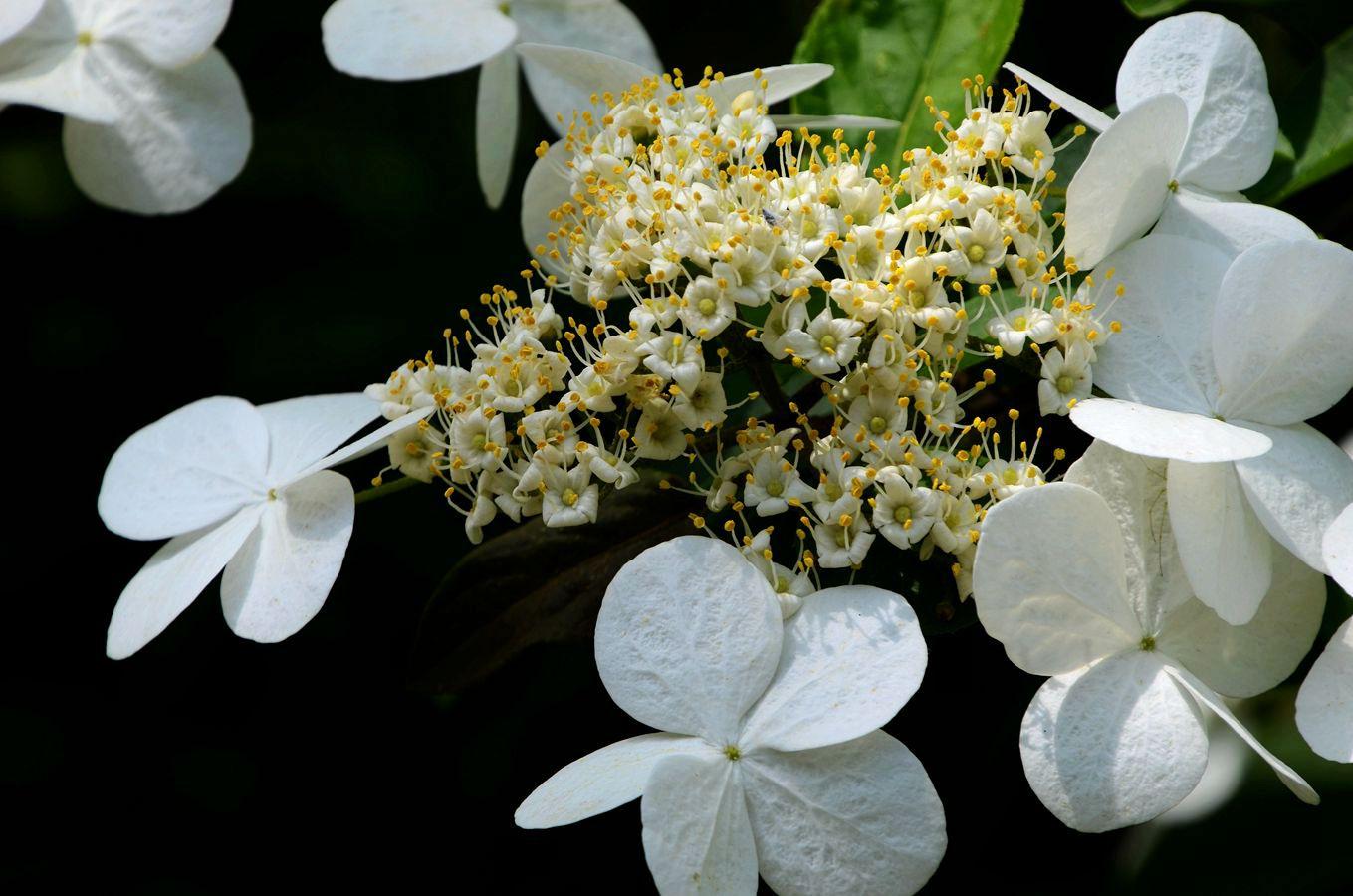 《本草》植物志之琼花：隋炀帝的生死劫