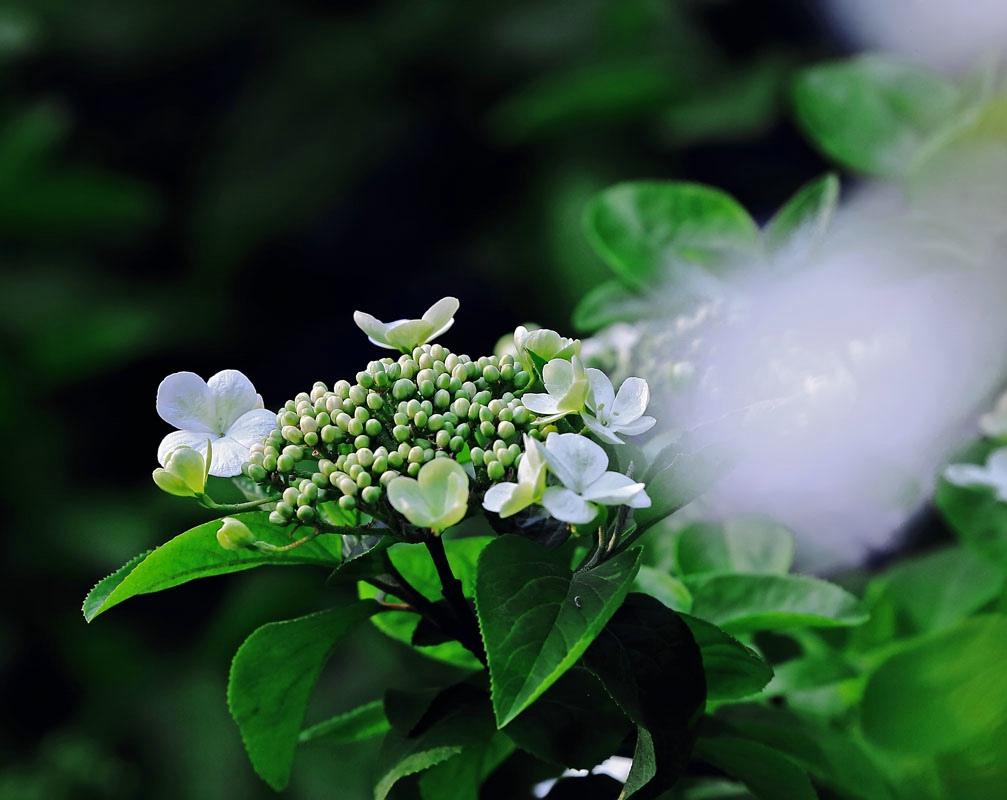 《本草》植物志之琼花：隋炀帝的生死劫