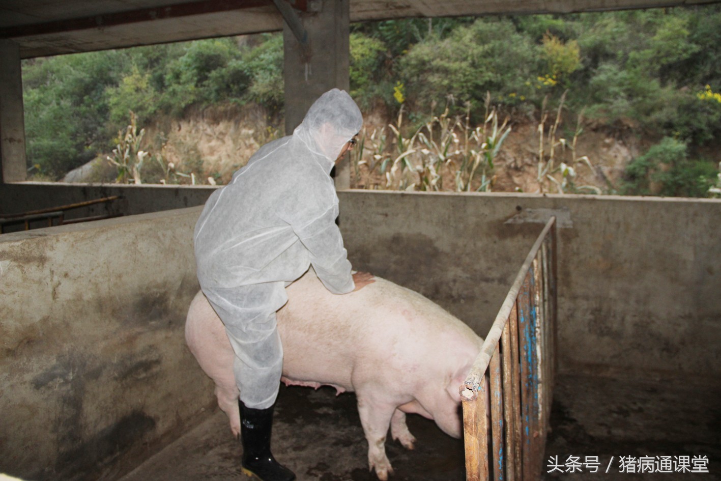 正是因为这些原因，才导致母猪不能一次“性”怀孕！