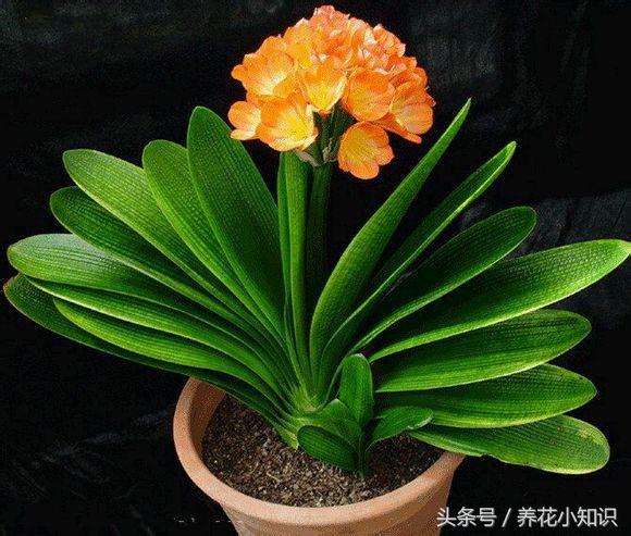 各种花卉的叶片如何浇水施肥,养的花叶片一直保持油绿根系强壮