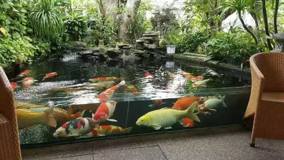 水中游动的活宝石,水中活宝石锦鲤视频