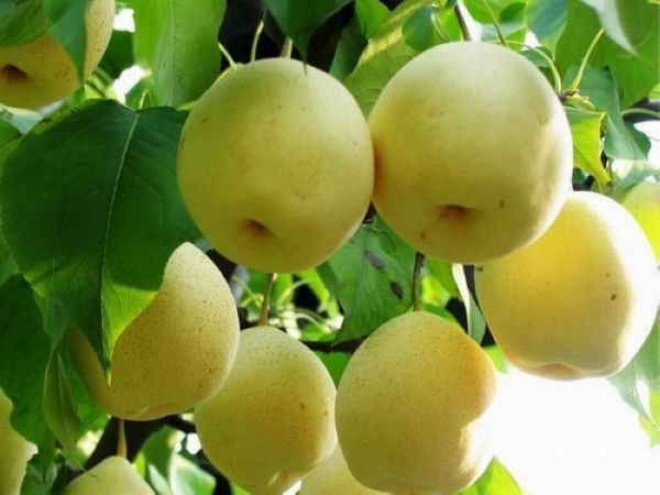 上火了怎样才下火,口腔溃疡上火了吃什么降火最快