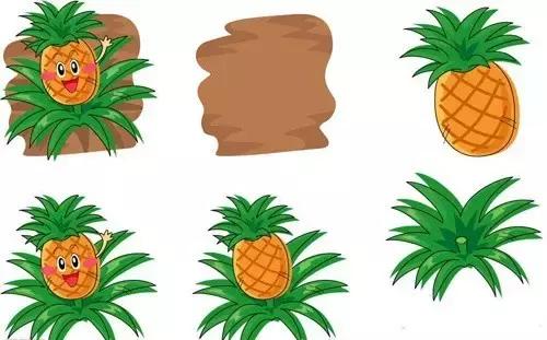 菠萝君的营养价值,美味又营养的菠萝