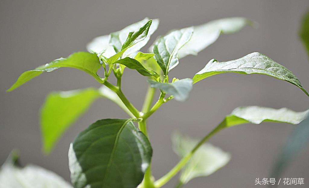 废物利用辣椒籽、发了芽的生姜别丢，几步让它变成阳台盆栽蔬菜