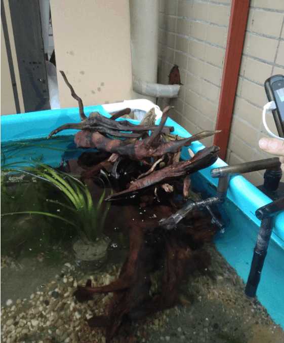 最便宜的鱼池推荐,一个观赏鱼池大概多少钱