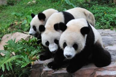 广州长隆野生动物园真实评价,广州长隆野生动物园讲解动物