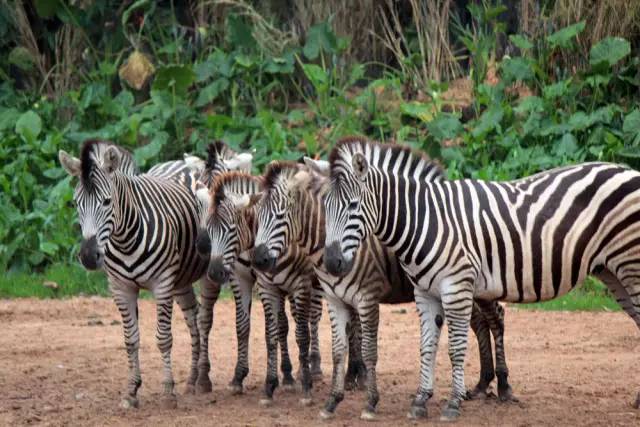 广州长隆野生动物园真实评价,广州长隆野生动物园讲解动物