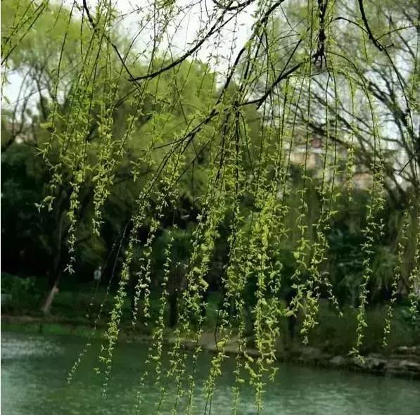 宋诗最经典300首宋词,宋诗历代名诗鉴赏