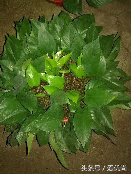 绿萝水培怎么养爆盆的,绿萝水培怎么养才能爆盆