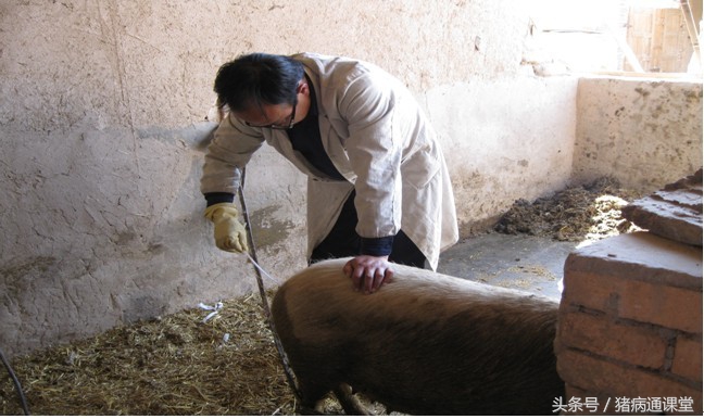 正确的人工授猪方法,猪人工授精在母猪体内存活时间