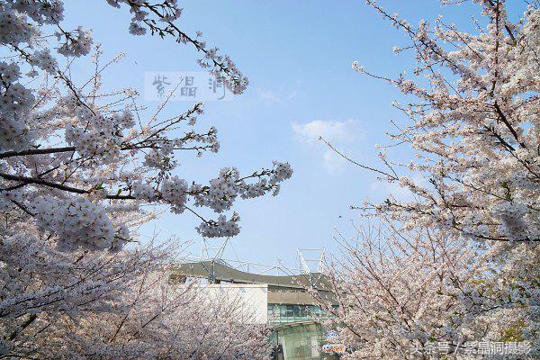 上海看樱花公园,上海看樱花去同济大学