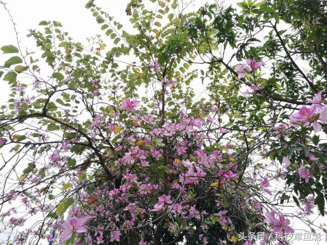 光荣v9对比光荣9拍照效果,光荣v9拍人像效果