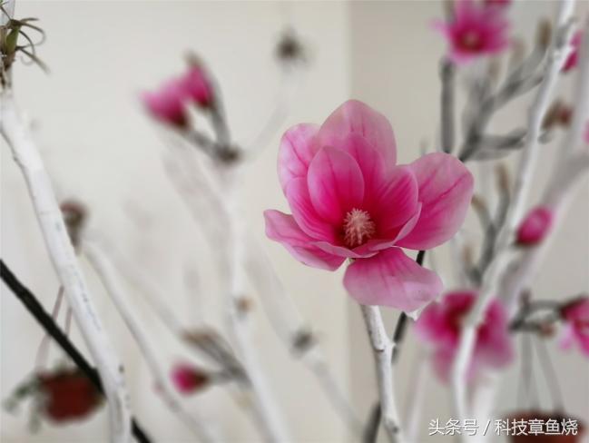 光荣v9对比光荣9拍照效果,光荣v9拍人像效果