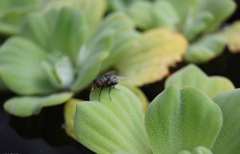苍蝇能有什么用,苍蝇可以干什么用