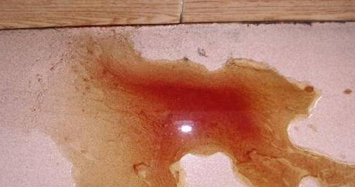 新手养狗把狗养死了好吗,第一次养狗把狗狗养死了