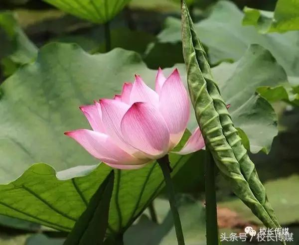 去除孩子的戾气,孩子戾气其实是大人的错