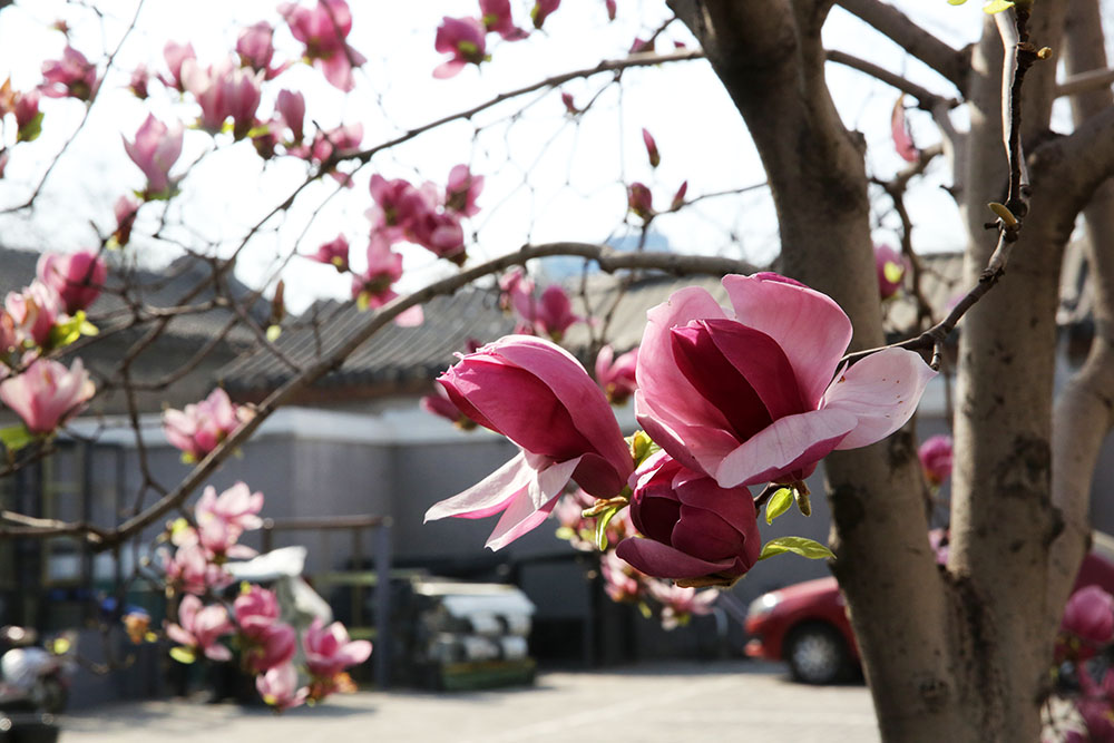 北京二中红色传承,北京二中校庆纪录片