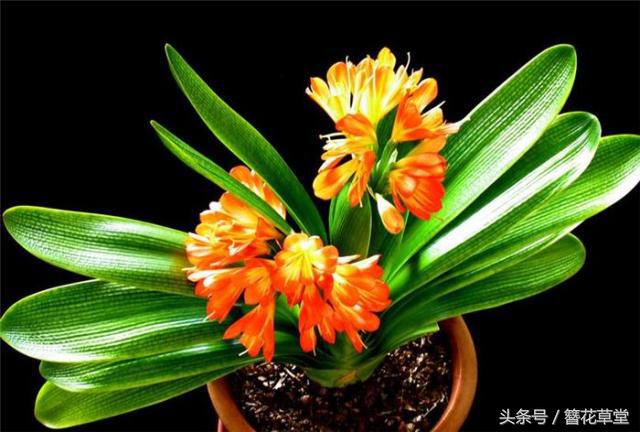 老花农浇水方法,老君子兰育苗的方法