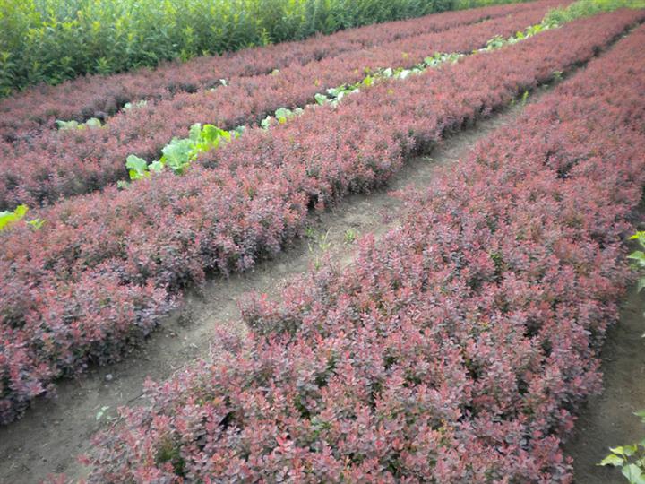 红花檵木和紫叶小檗,紫叶小檗紫叶矮樱红花檵木区别