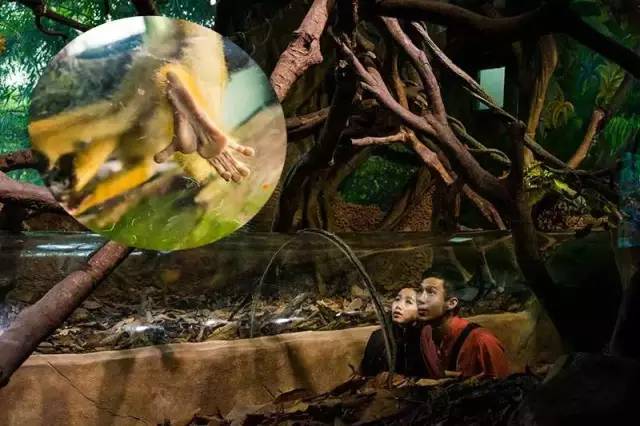 广州长隆野生动物园真实评价,广州长隆野生动物园讲解动物