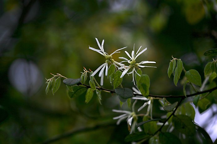 野生清明花图片,白花檵木花有什么效果
