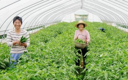 蔬菜不打农药防治虫害最好的方法,蔬菜病虫害防治的农药有哪些