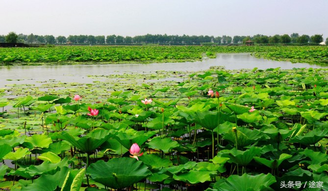 带你去看白洋淀的好景色,远离喧嚣白洋淀旅行