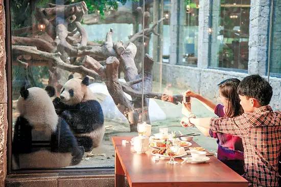 广州长隆野生动物园真实评价,广州长隆野生动物园讲解动物