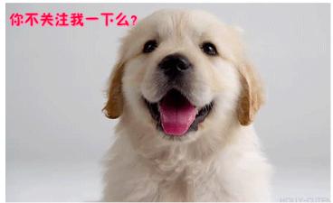 狗狗拉肚子怎么喂药,狗狗拉肚子怎么办最快的方法