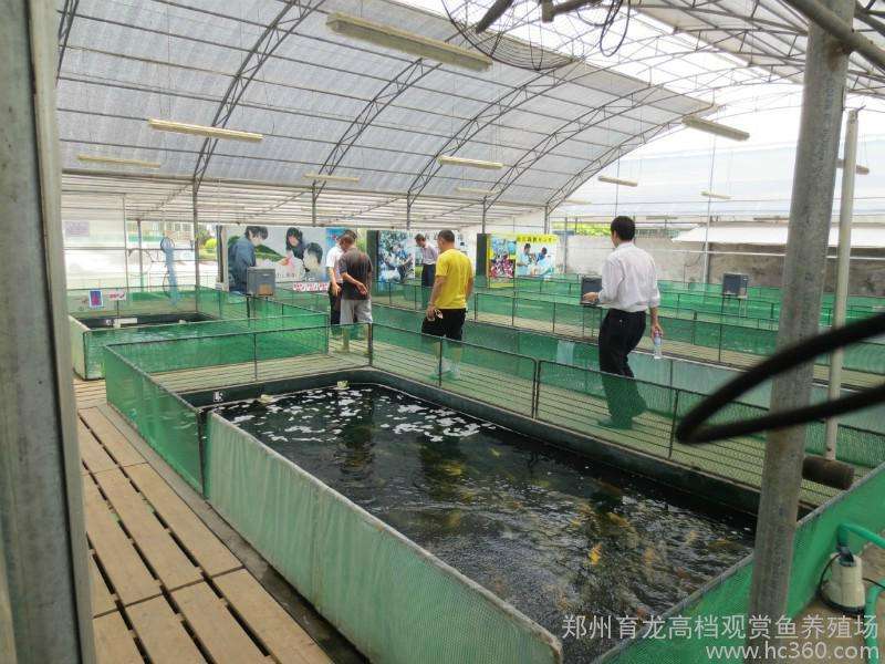 水中游动的活宝石,水中活宝石锦鲤视频