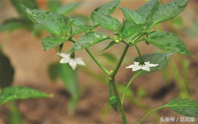 废物利用辣椒籽、发了芽的生姜别丢，几步让它变成阳台盆栽蔬菜