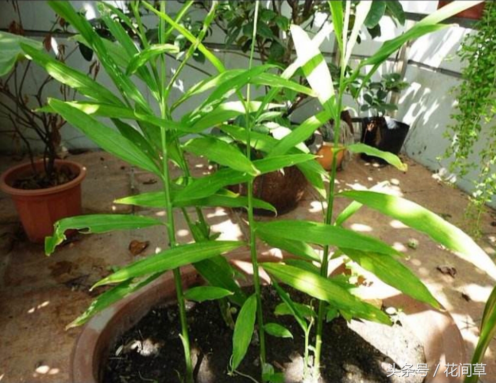 废物利用辣椒籽、发了芽的生姜别丢，几步让它变成阳台盆栽蔬菜