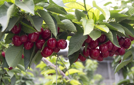 樱桃品种大全一览表,2021年十大樱桃品种排名前十名