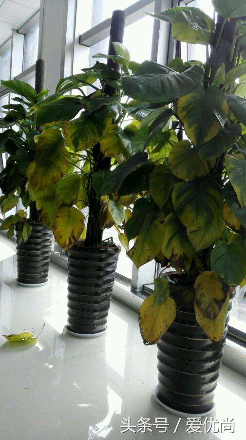 绿萝水培怎么养爆盆的,绿萝水培怎么养才能爆盆