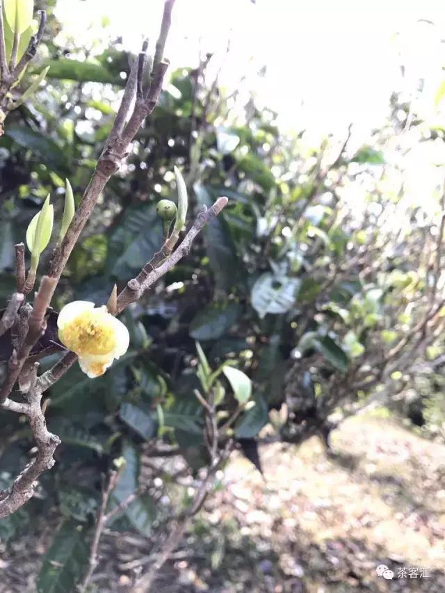 探寻普洱茶之旅路线,普洱茶人文寻访记第五天