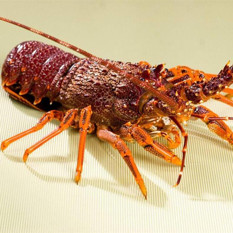 吃美味的澳洲大龙虾,澳洲大龙虾怎样烹调最简单好吃