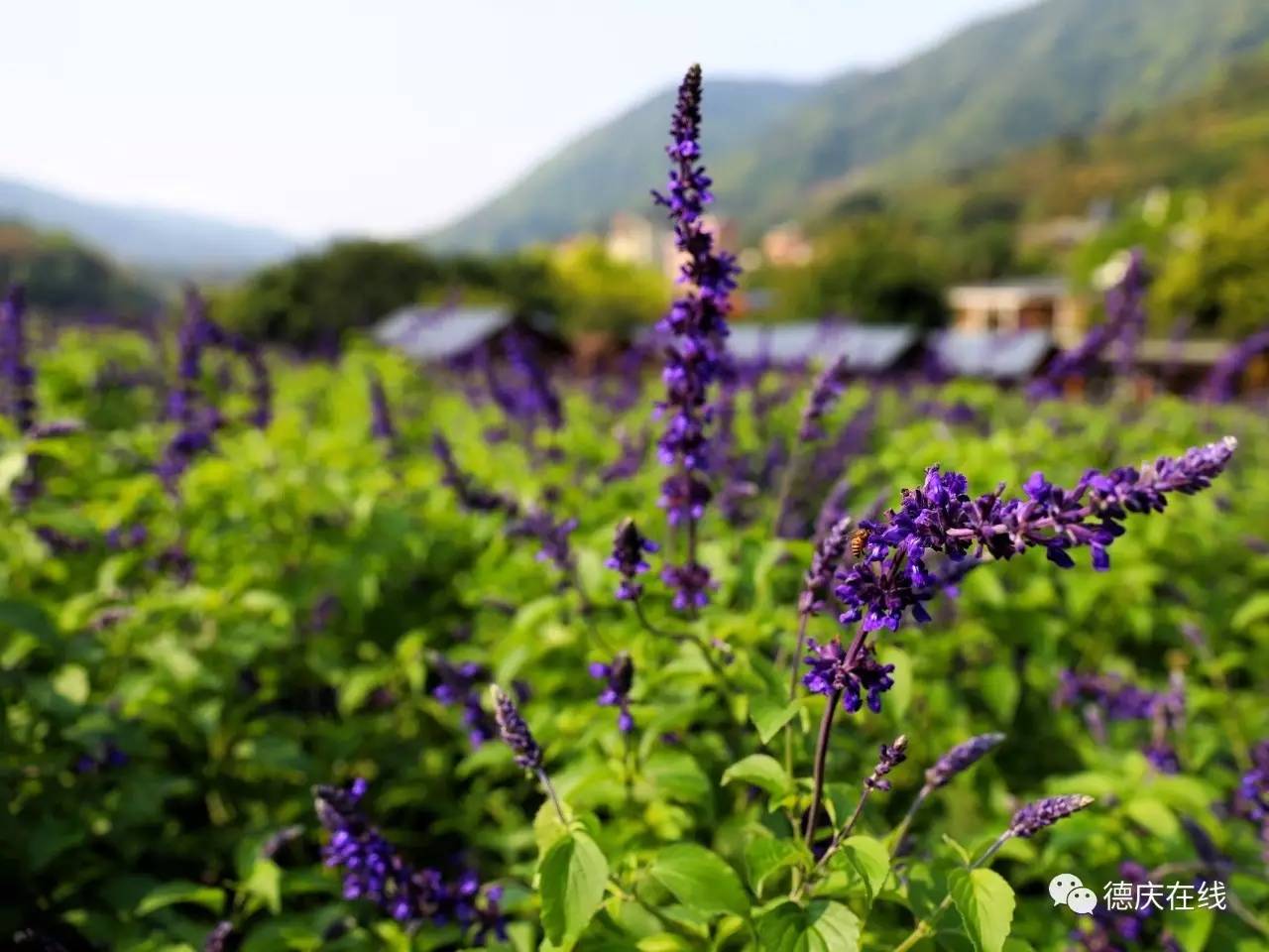 不用去罗平也可以看油菜花,不用去日本也能看的樱花海