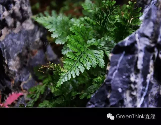 狼尾蕨造景方法,狼尾蕨的森林造景