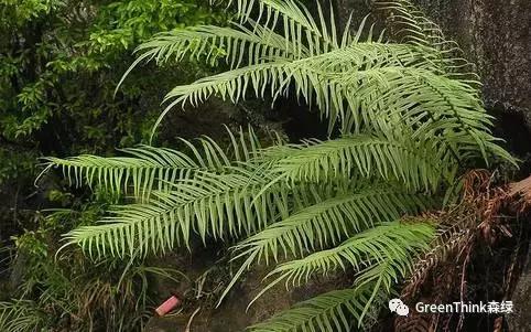 狼尾蕨造景方法,狼尾蕨的森林造景