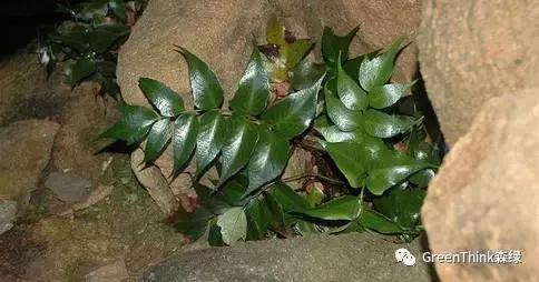 狼尾蕨造景方法,狼尾蕨的森林造景