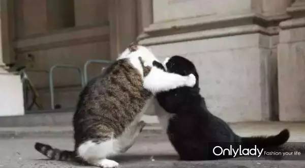 私人飞机？名牌包包？明星合影？这些宠物竟然这么大牌！